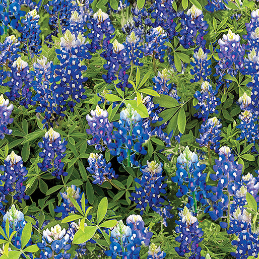 Yellowstone - Bluebonnet Flowers Blue | 14512-55
