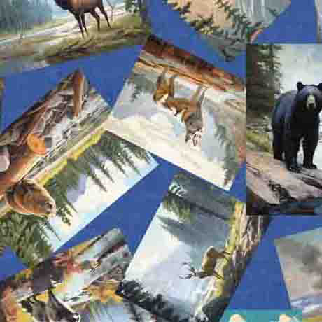 On the Road Again - National Park Animal Postcards Sky | 2600-30739-B